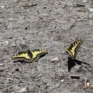 Meet your Posher, Gina